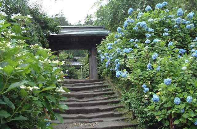 鎌倉で紫陽花を楽しみながらゆったり 筆者オススメのプロポーズデートプラン